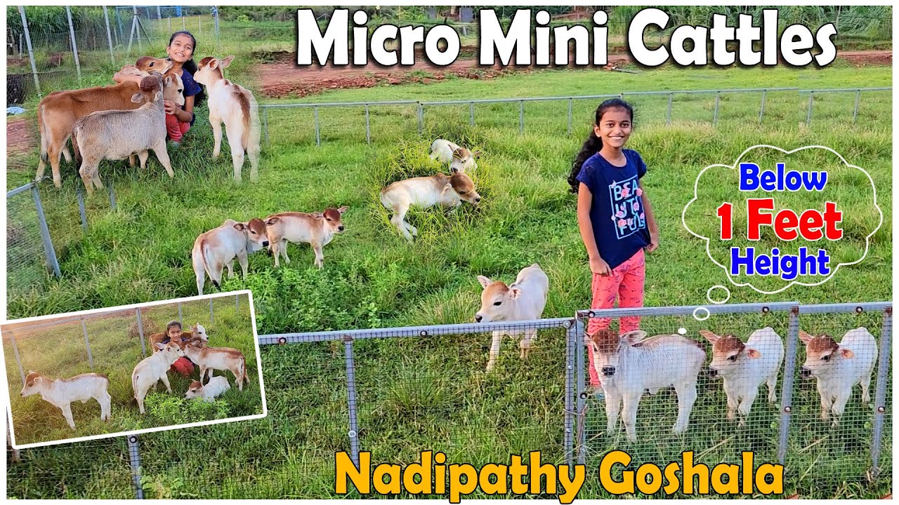 Adorable Micro Miniature Cows Below 1 Feet Height Nadipathy Goshala | Shortest Cows Breed #miniature