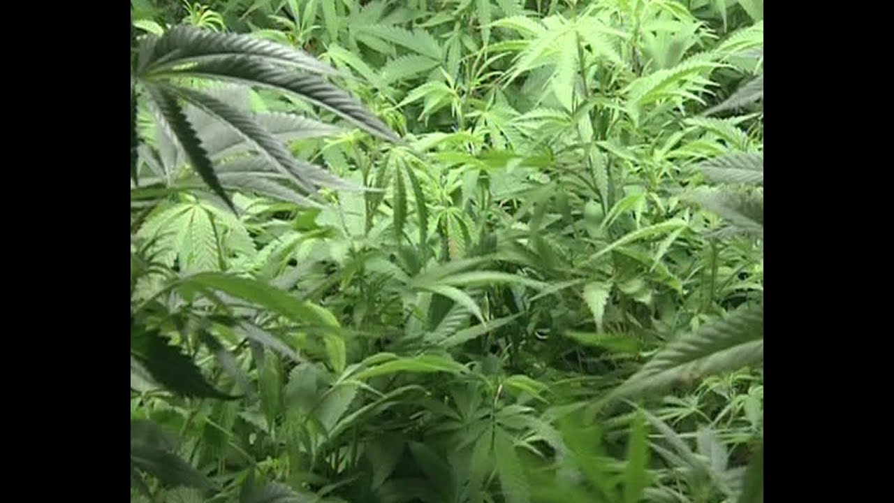 Cannabis: asociaciones de fumadores