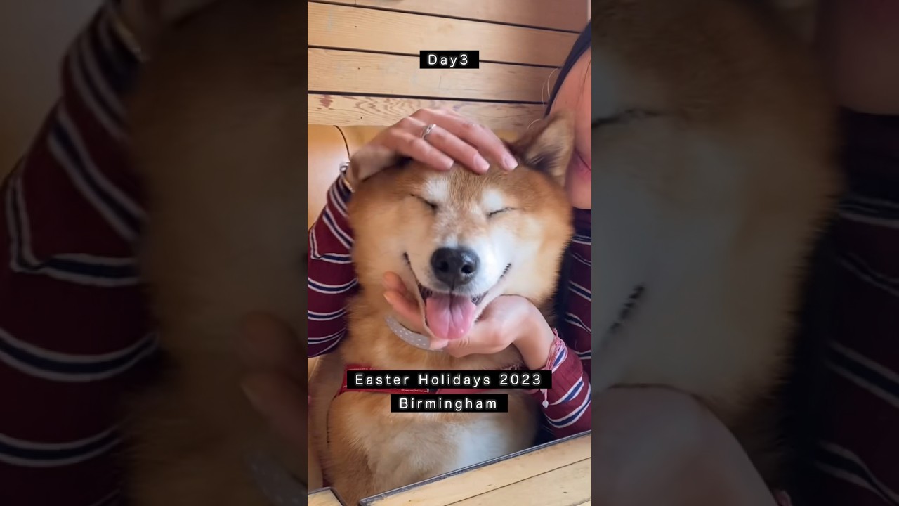 Bye Birmingham❤️See ya soon. #birmingham #easterholidays #shiba #shibainu #luka #柴犬