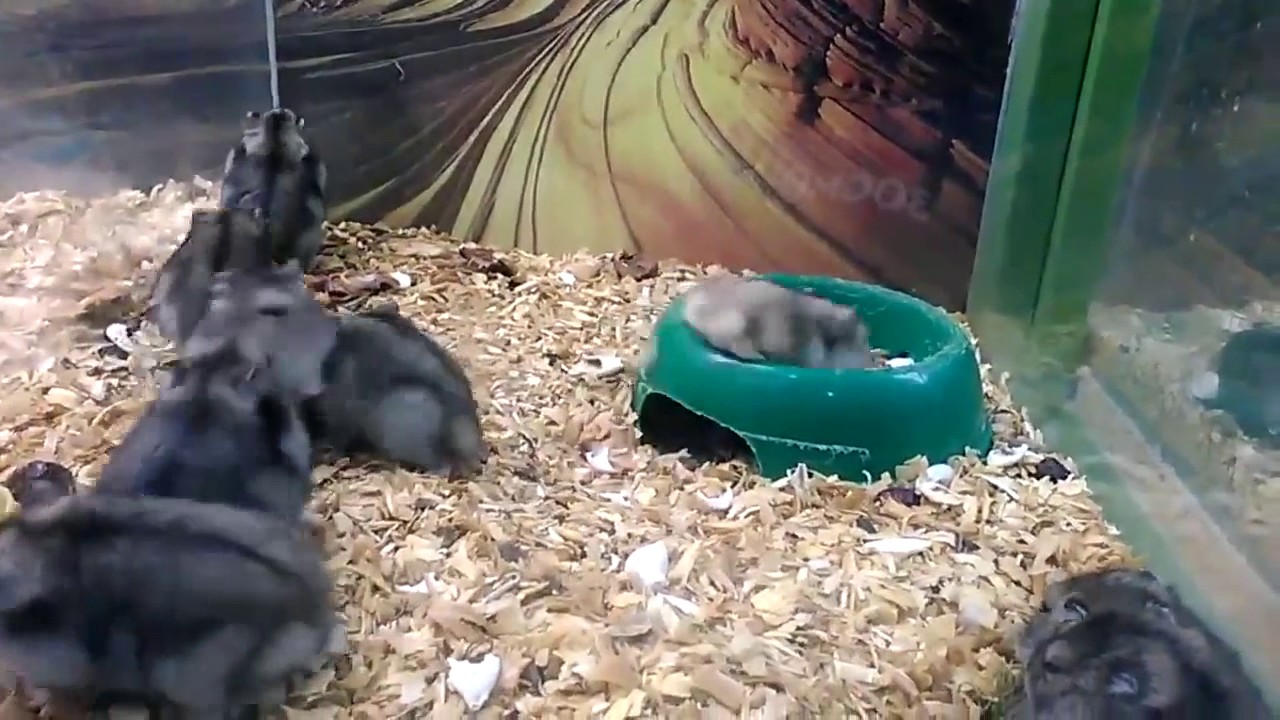 Play of the Game - Broken Hamster