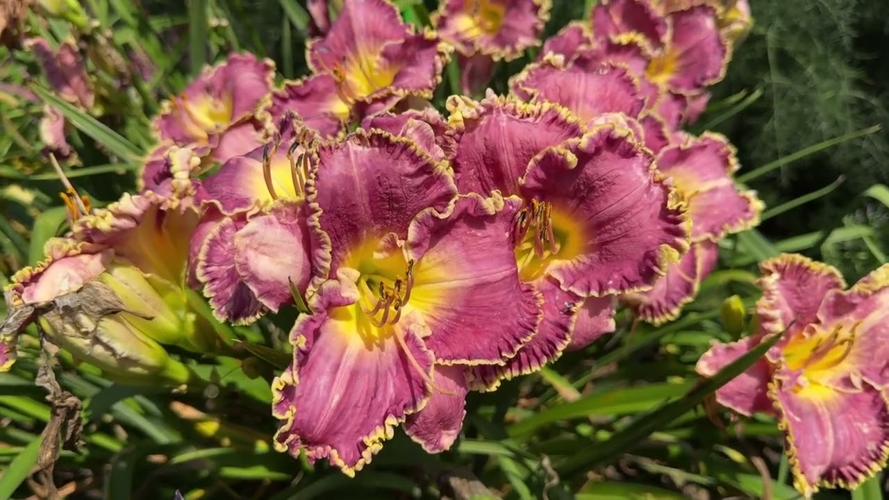 The Daylilies at Walters Gardens Trial Garden