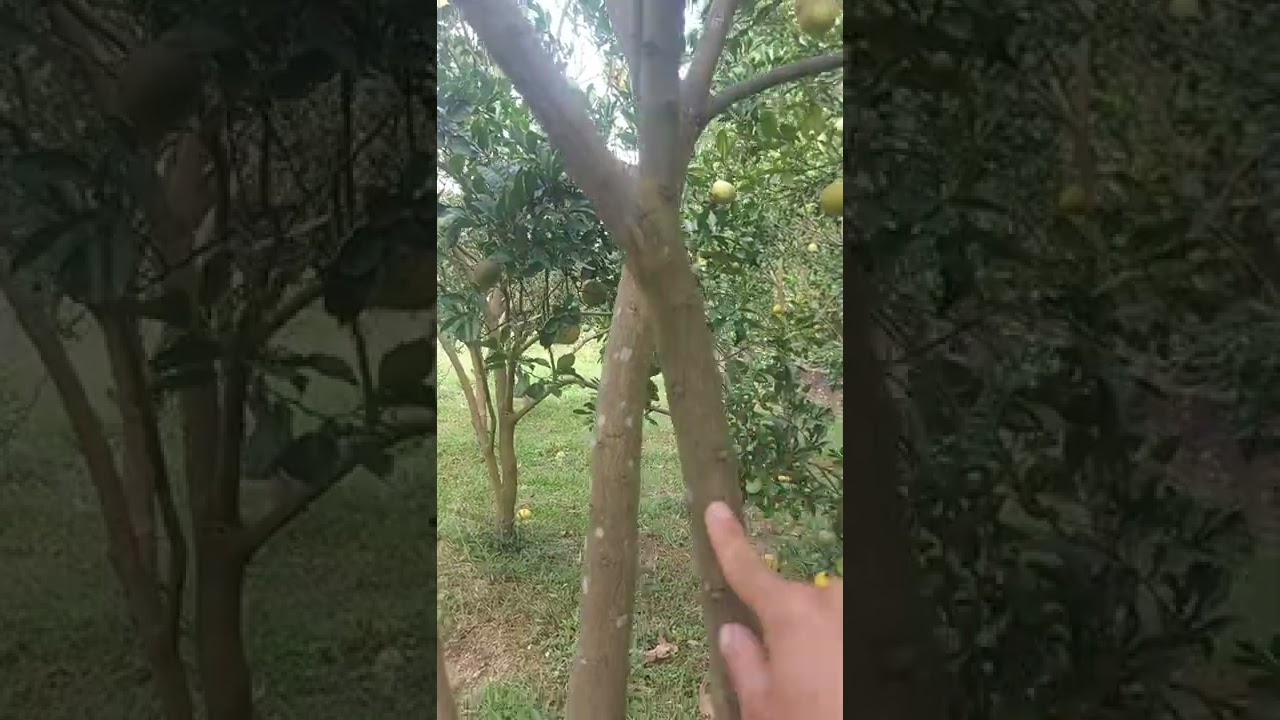 Sâu đục thân trên cây Bưởi . và cách bơm thuốc hiệu quả