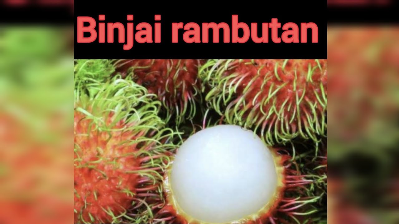 BINJAI RAMBUTAN ❤️|Thick flush|dark red|
