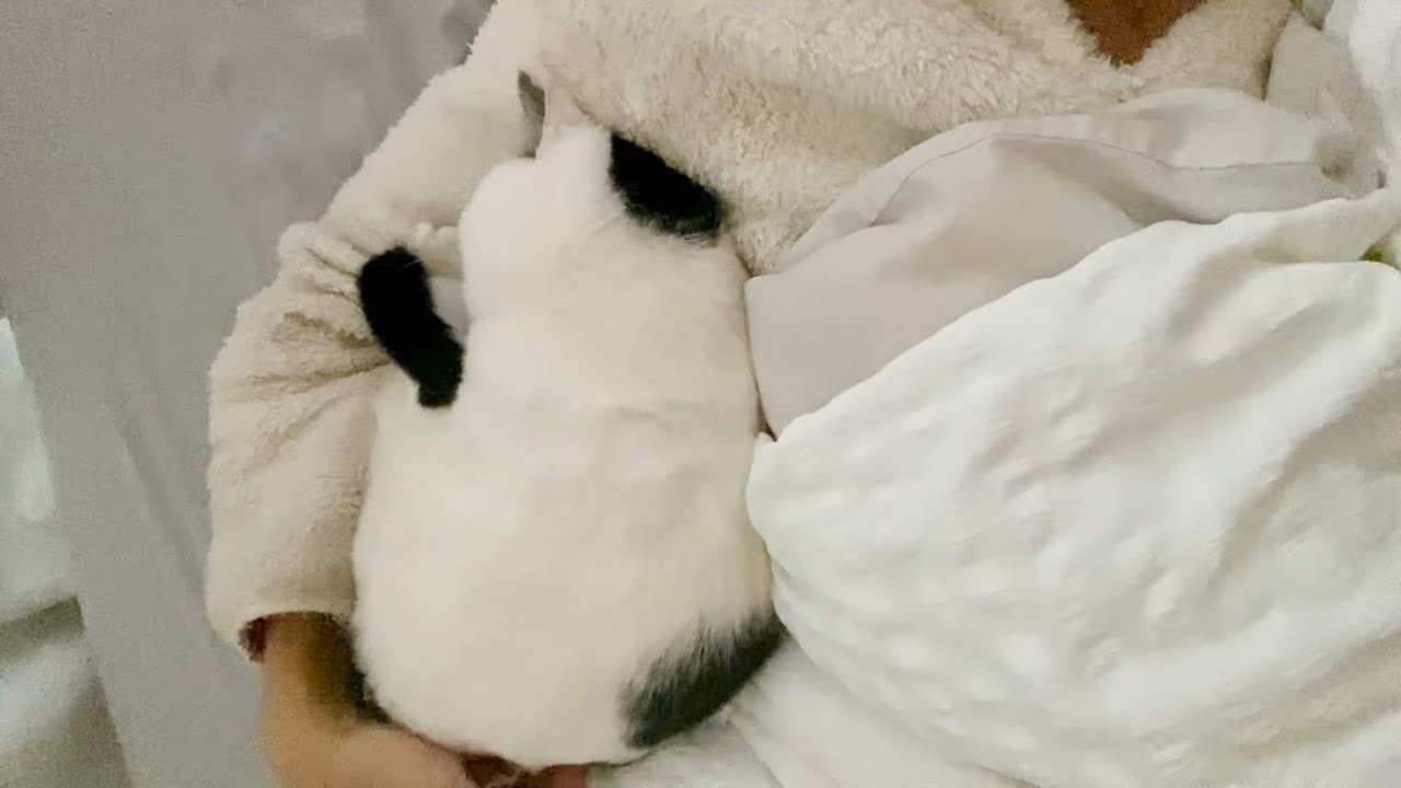 ゴロゴロかいじゅう襲来