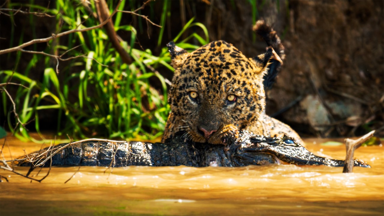 Jaguar: King of the Jungle