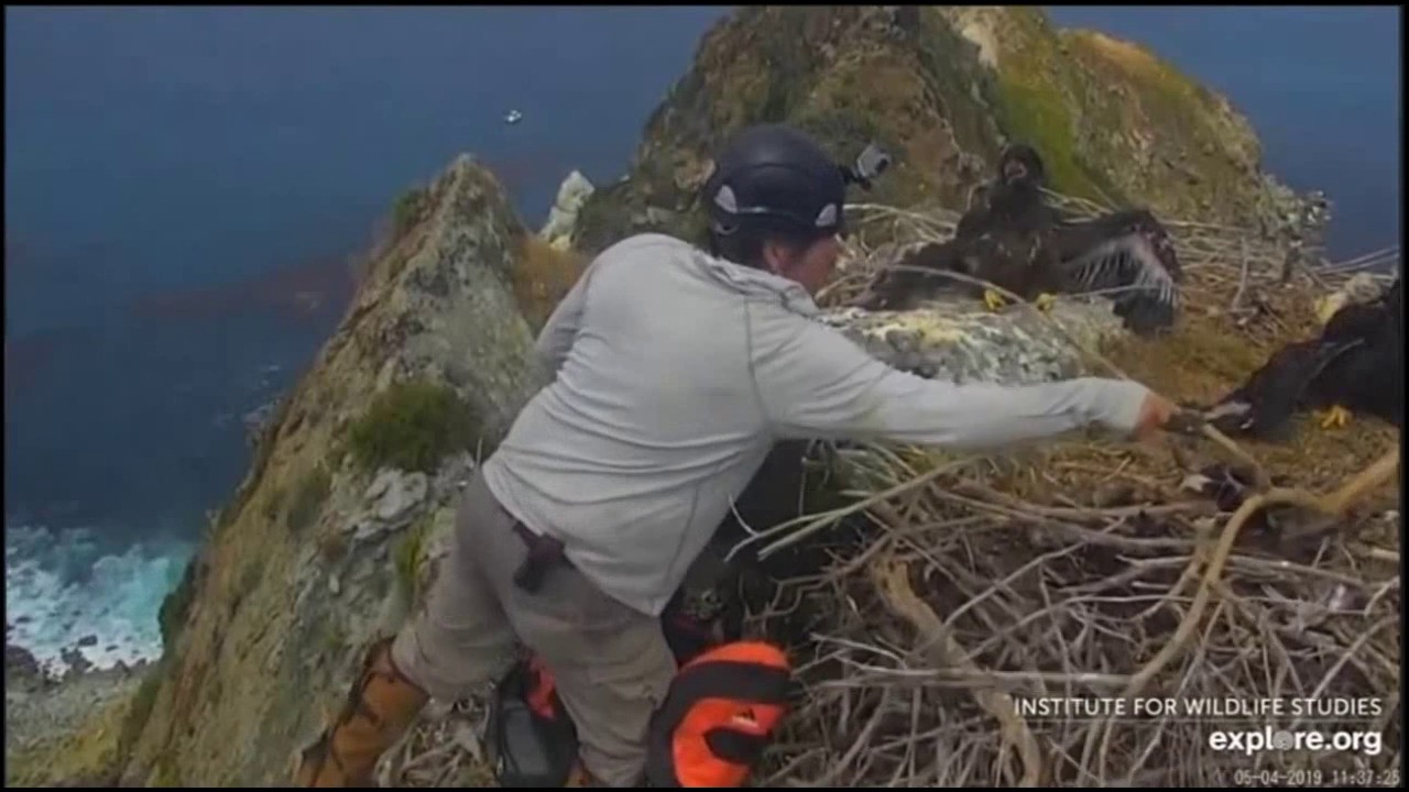 Banding  Day - Dr. Sharpe Meets the Triplets - West End Bald Eagles - May 4, 2019