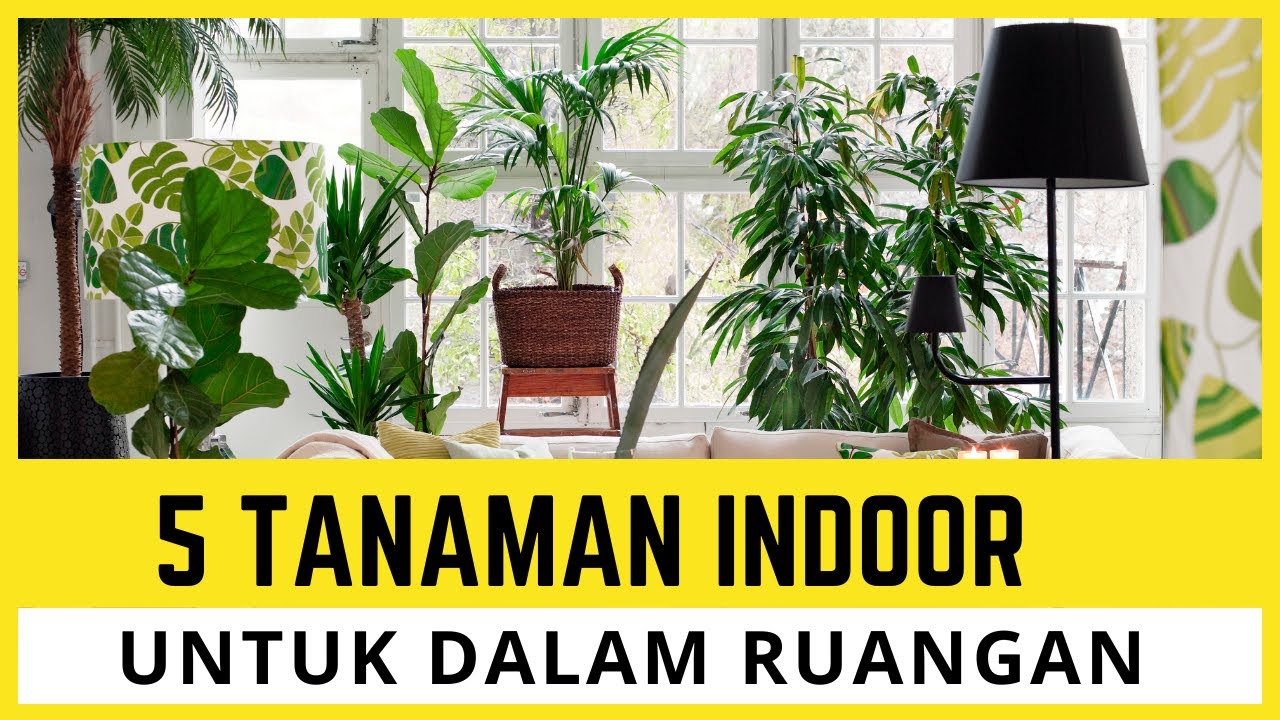 5 tanaman Indoor dalam ruangan