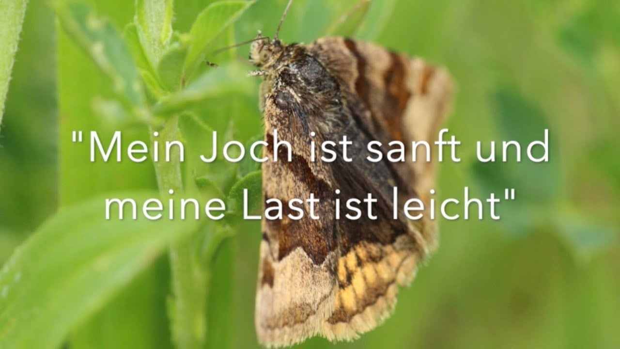 Sören Kierkegaard: Mein Joch ist sanft und meine Last ist leicht (Hörbuch)