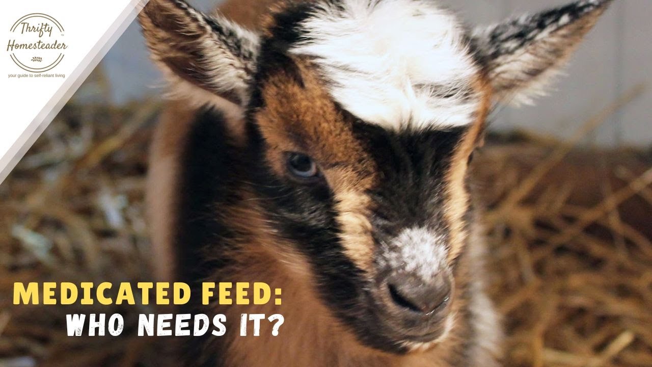What is medicated feed and who needs it?