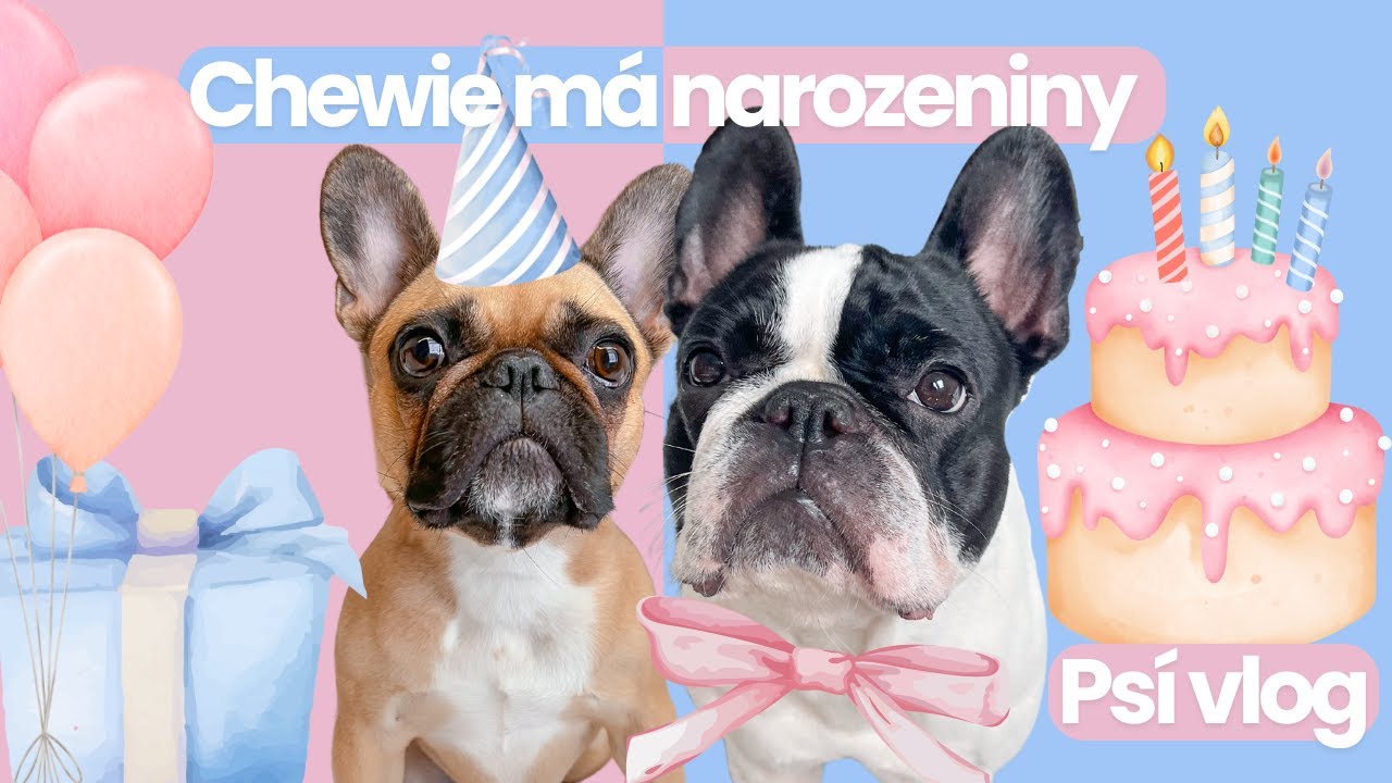 DOG VLOG | Chewie narozeninová oslava!