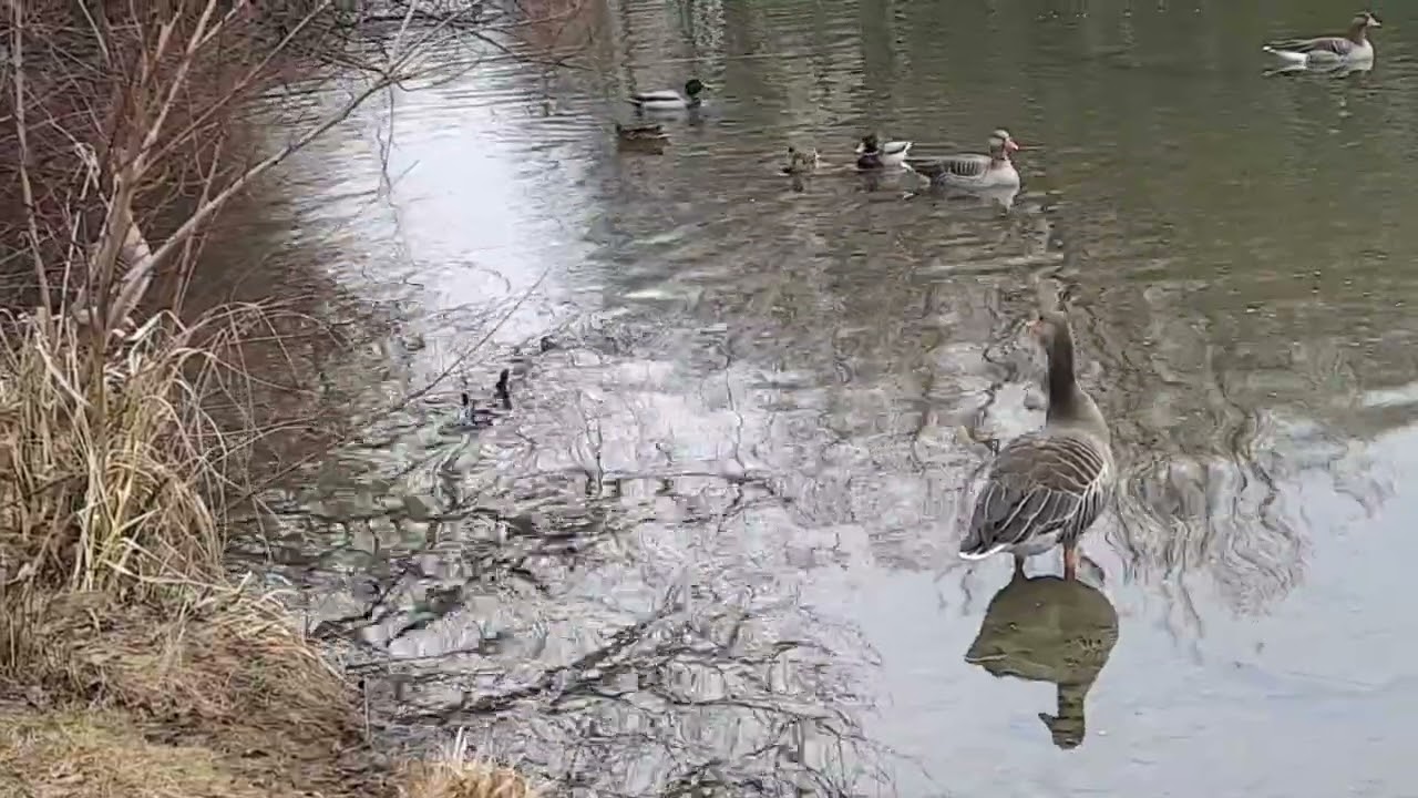 18. Januar 2026. Freundschaft zwischen Enten und Gänsen. 🎶🦆🪶🎶 Friendship between Ducks and Geese.