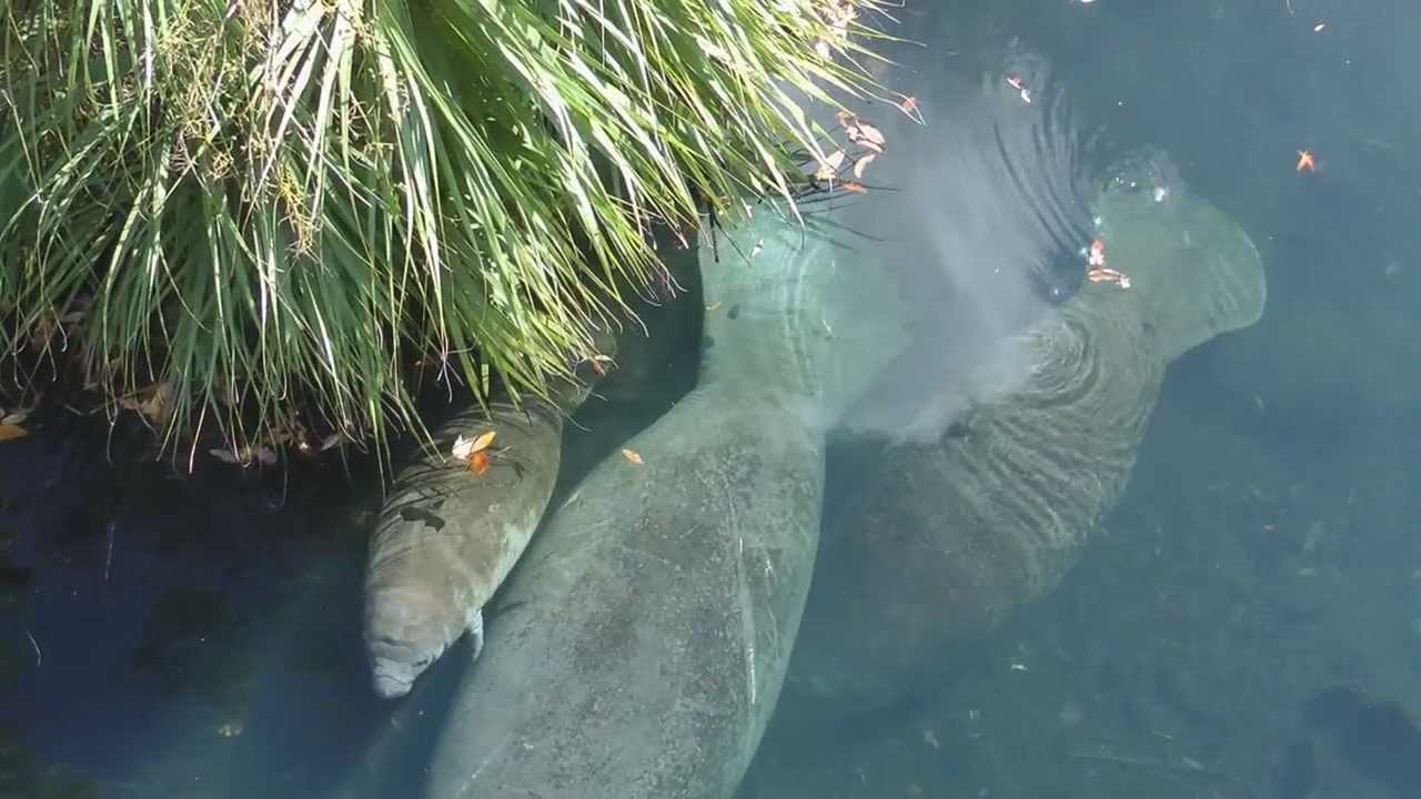 Homosassa Springs Manatees with Underwater Sound