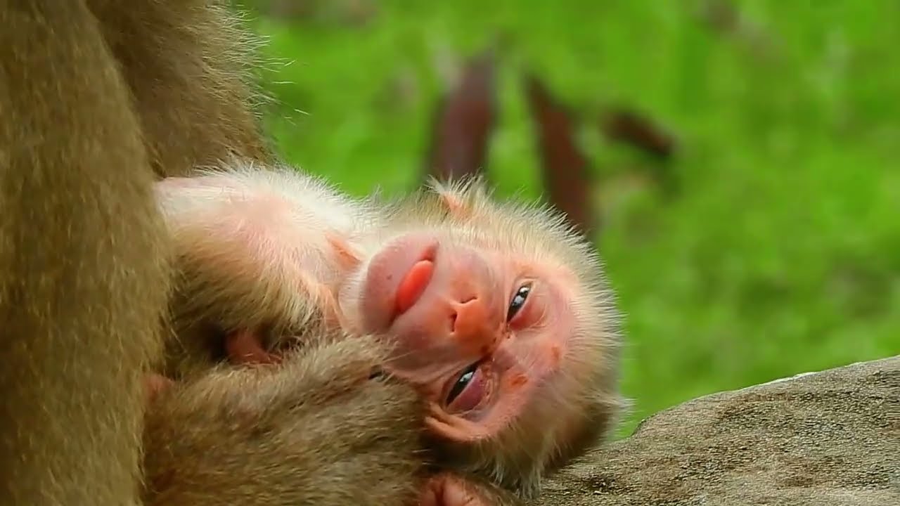 Baby monkey sleep well