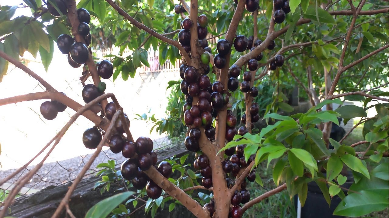 COMO TER SUCESSO NO CULTIVO DE JABUTICABA NO VASO