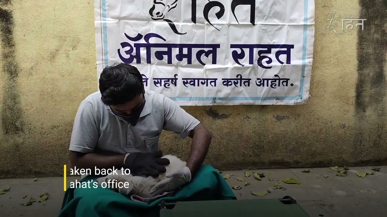 Animal Rahat Rescues a Trapped, Scared Puppy Who Hollered for Help!