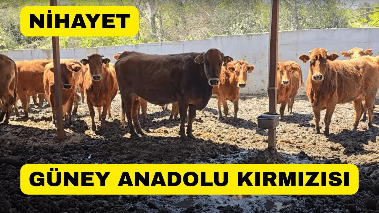 İŞTE NİHAYET BU KANALDA İLK DEFA GÜNEY ANADOLU KIRMIZISI!