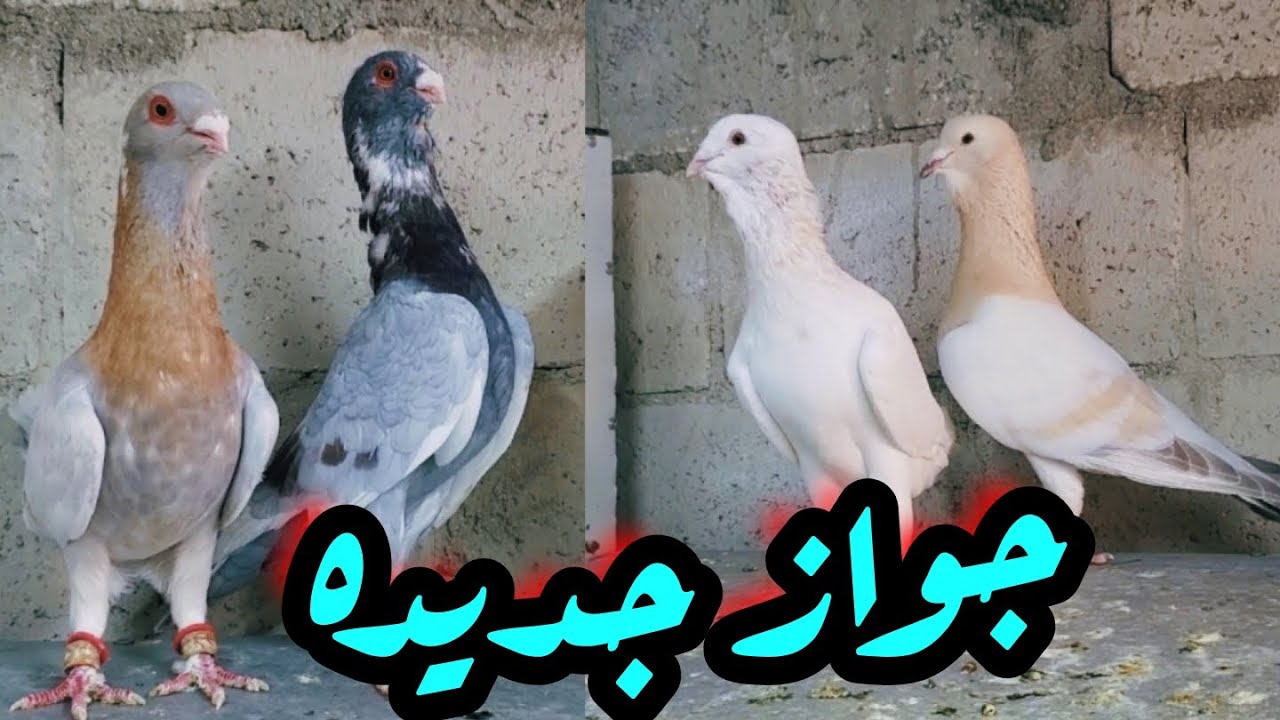 جواز جديدة للانتاج وتغير بعض الجواز