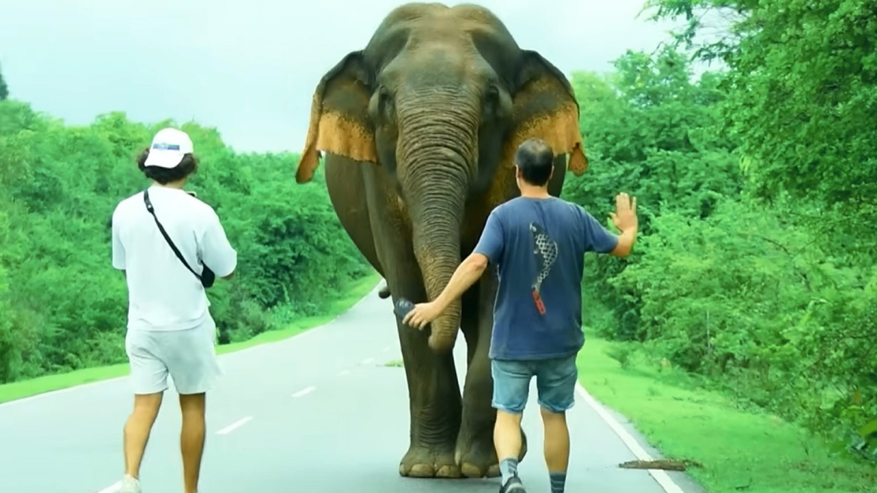 #elephantattack | Don't go ahead of the wild elephants, it could be dangerous.#elephant