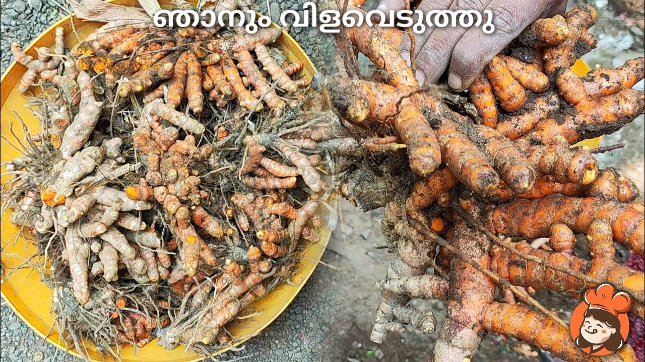 ഞാനും വിളവെടുത്തു 🌱
