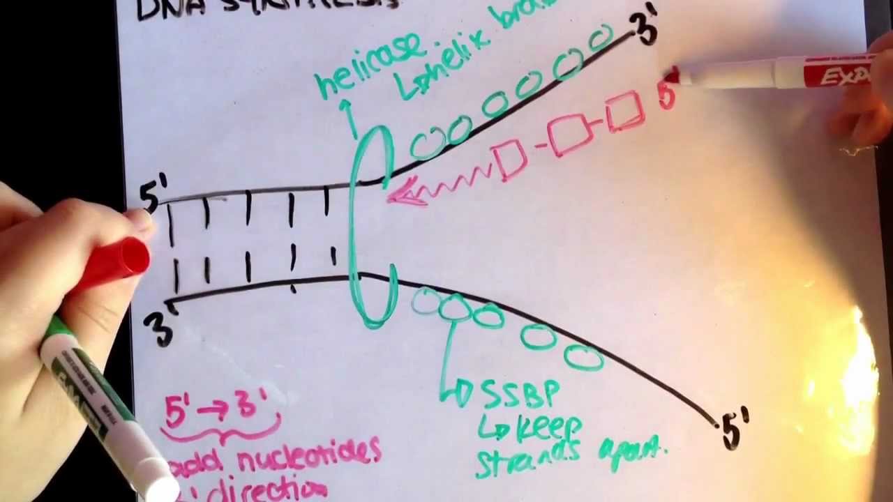 Leading strand vs. lagging strand