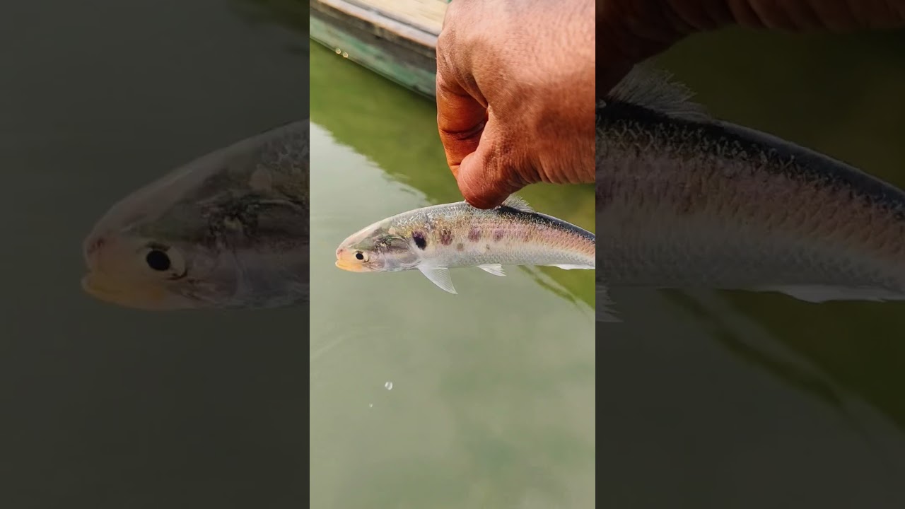 Hilsa fish catching.