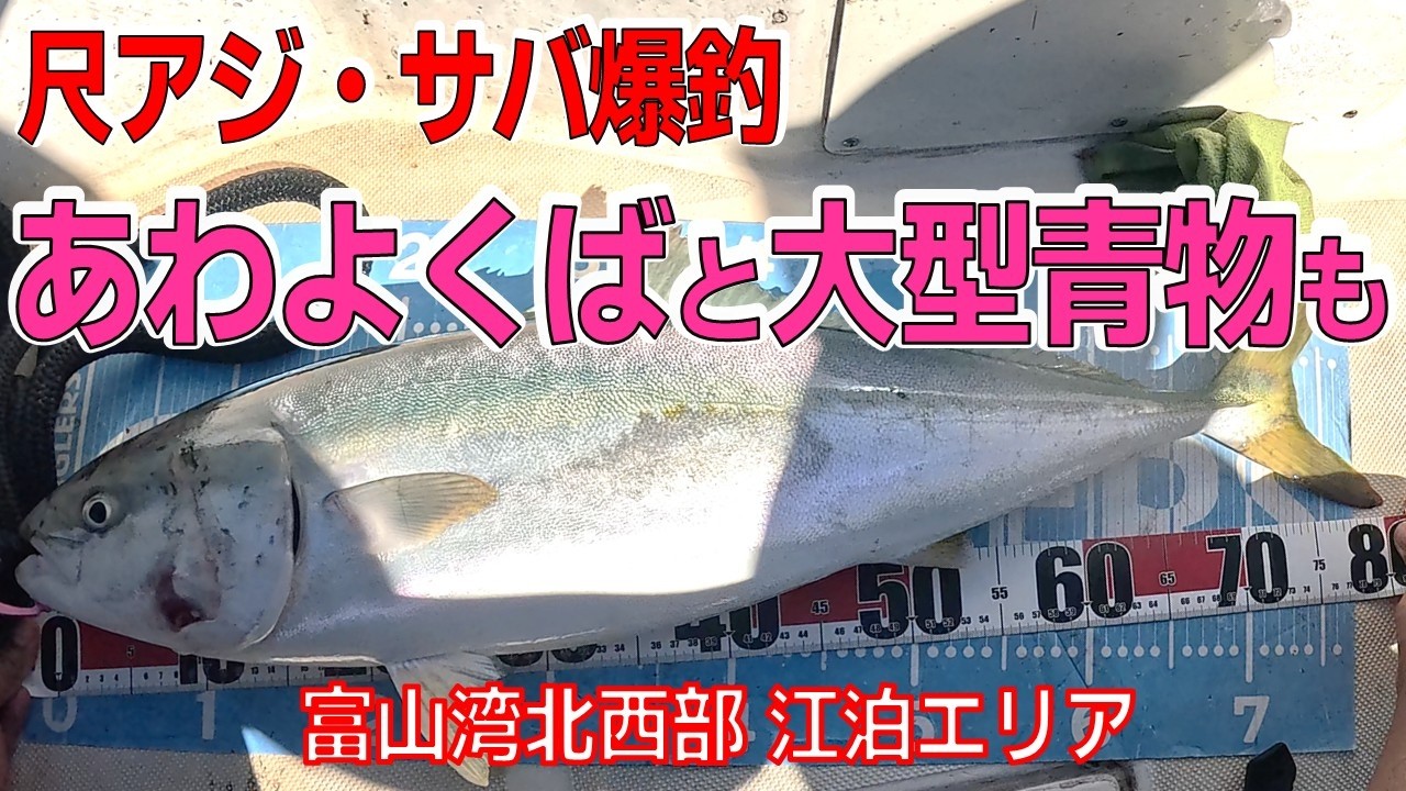 【爆釣の魚探映像】アジ・サバとお久しブリ【富山湾北西部】