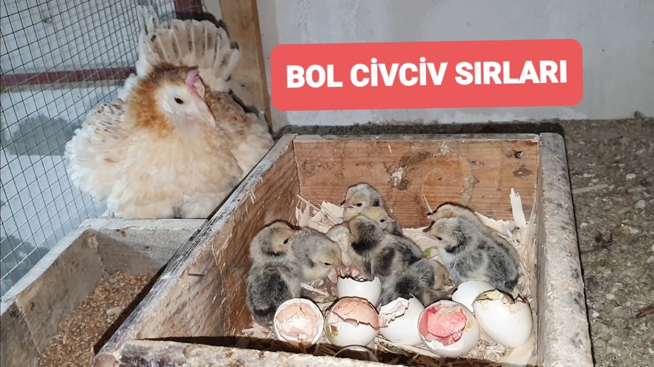 KULUÇKALIK YUMURTA ALINCA NELER YAPILMALI ? Farklı fikirleri olan yoruma