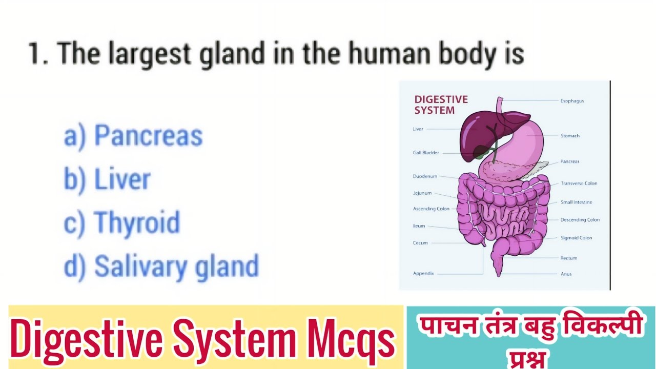 Digestive system mcqs questions || Human digestive system mcqs | Digestive system mcqs biology quiz
