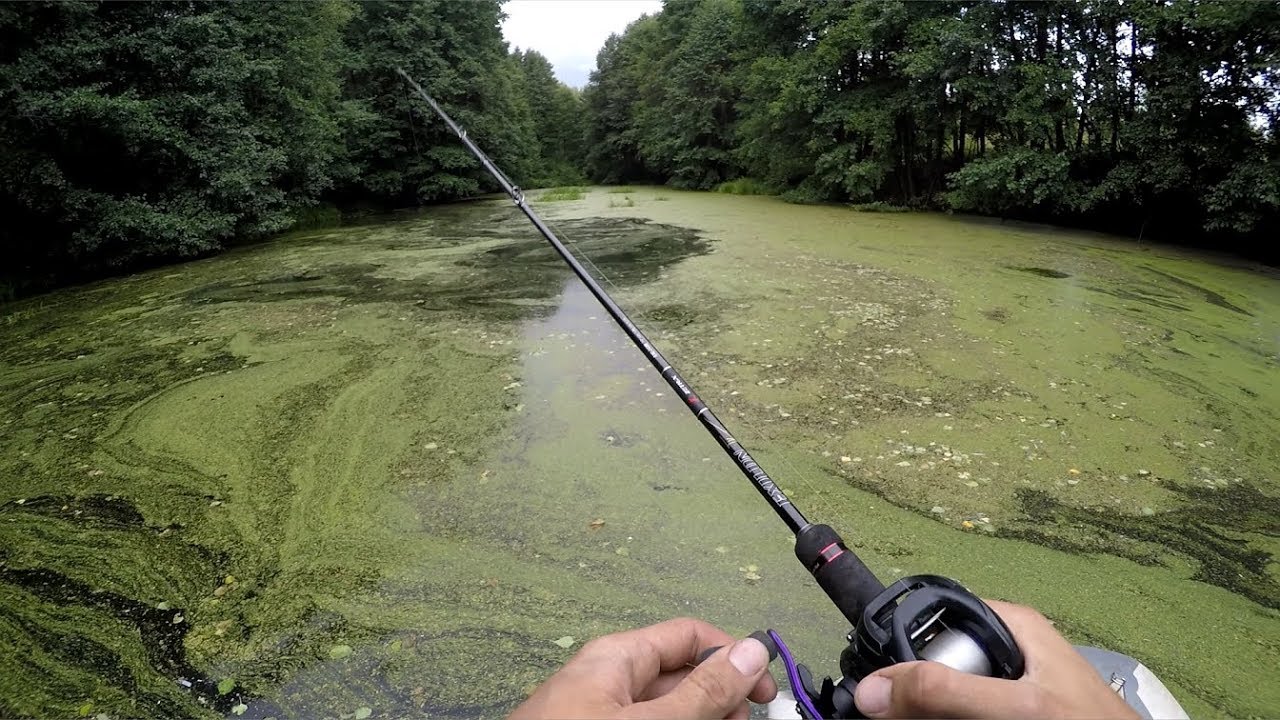 Лесной Пруд ЗАПОЛНЕН ЩУКАМИ!!! (Рыбалка в БОЛОТЕ!)