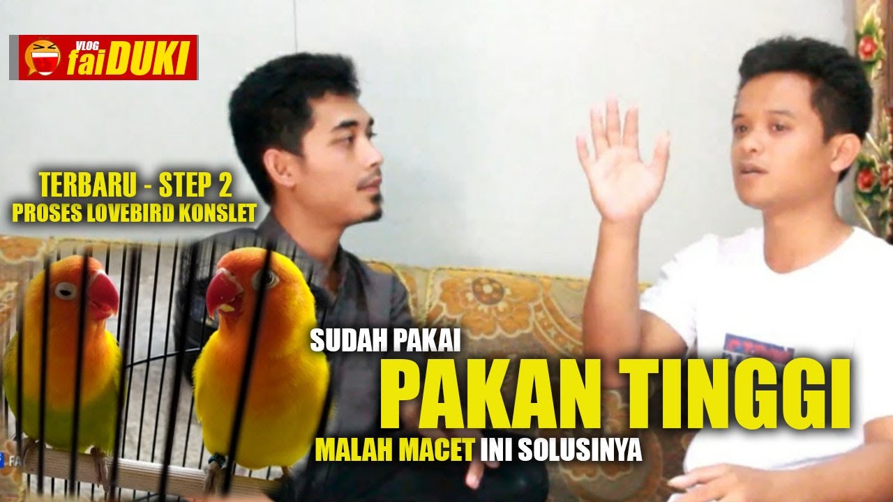 Seputar Konslet #Step 2 : Ini Cara Yang TEPAT Pemberian PAKAN TINGGI
