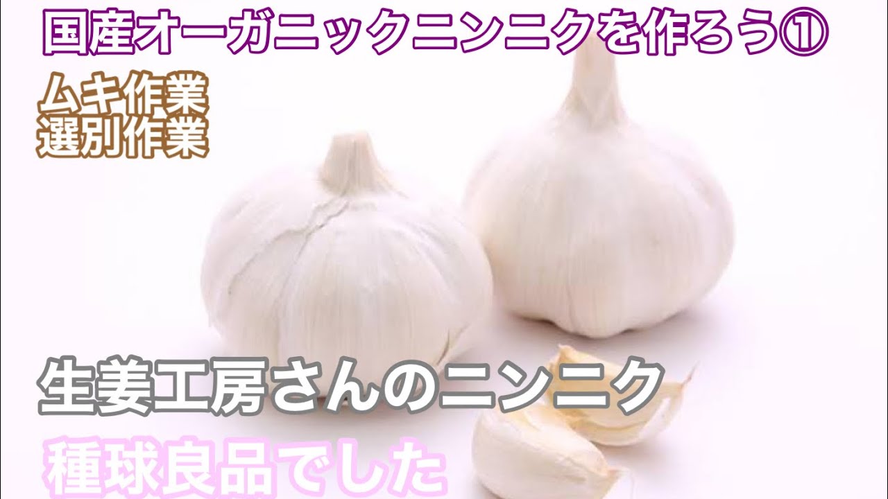 にんにく栽培の準備①【嘉定】種球の選別お盆休み使って選別作業は最高です