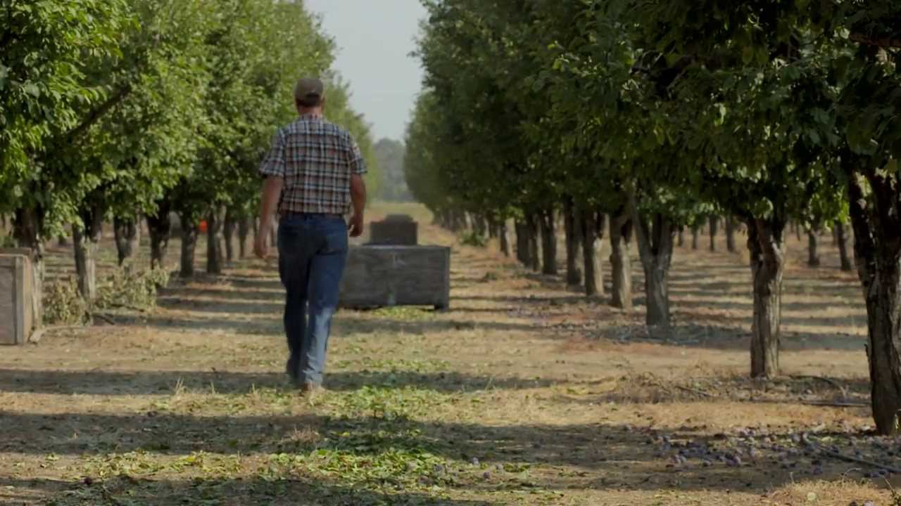 Growing California Dried Plums (Prunes) | B-Roll