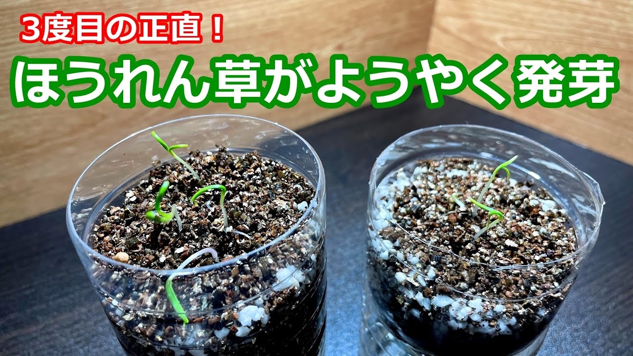 全然ダメだったほうれん草がやり方を変えたら簡単に発芽しました