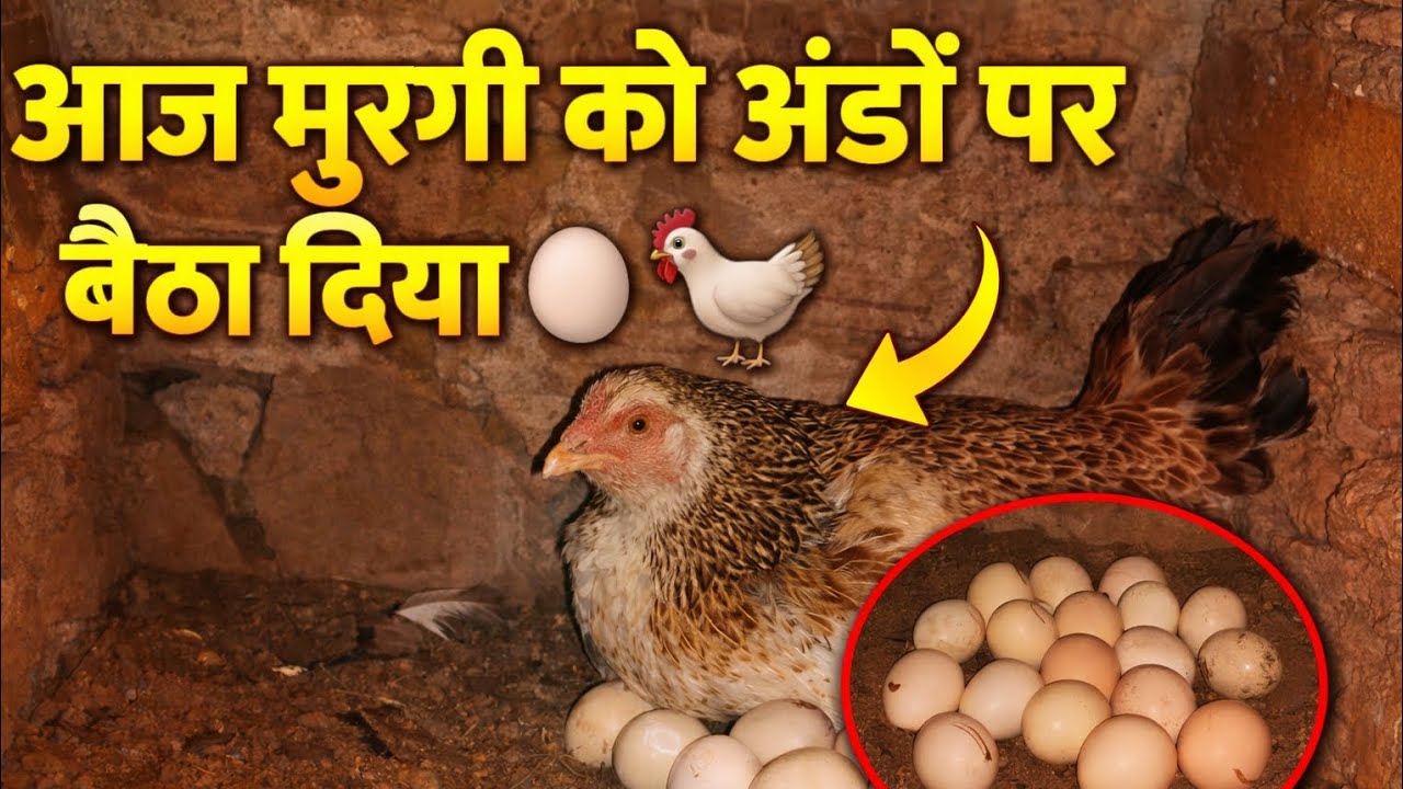 Murgi ko Kuda per Kaise bitate hai aaiae dikhate hai