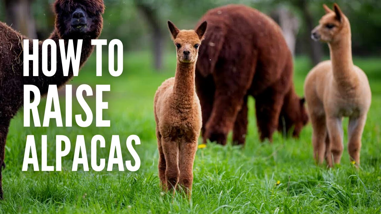 Raising Alpacas: A Short Guide on How You Can Take Care of Them