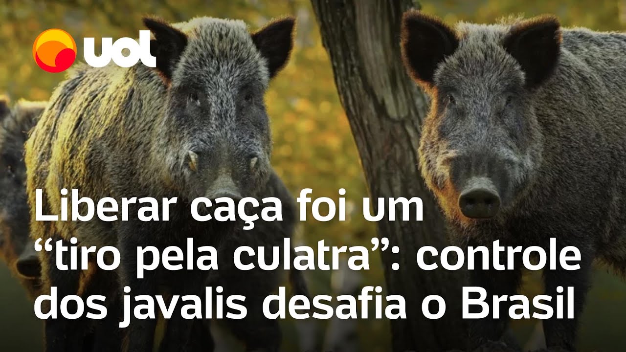 Javali no Brasil: Liberar ca&ccedil;a foi 'tiro pela culatra': controle dos javalis desafia o pa&iacute;s