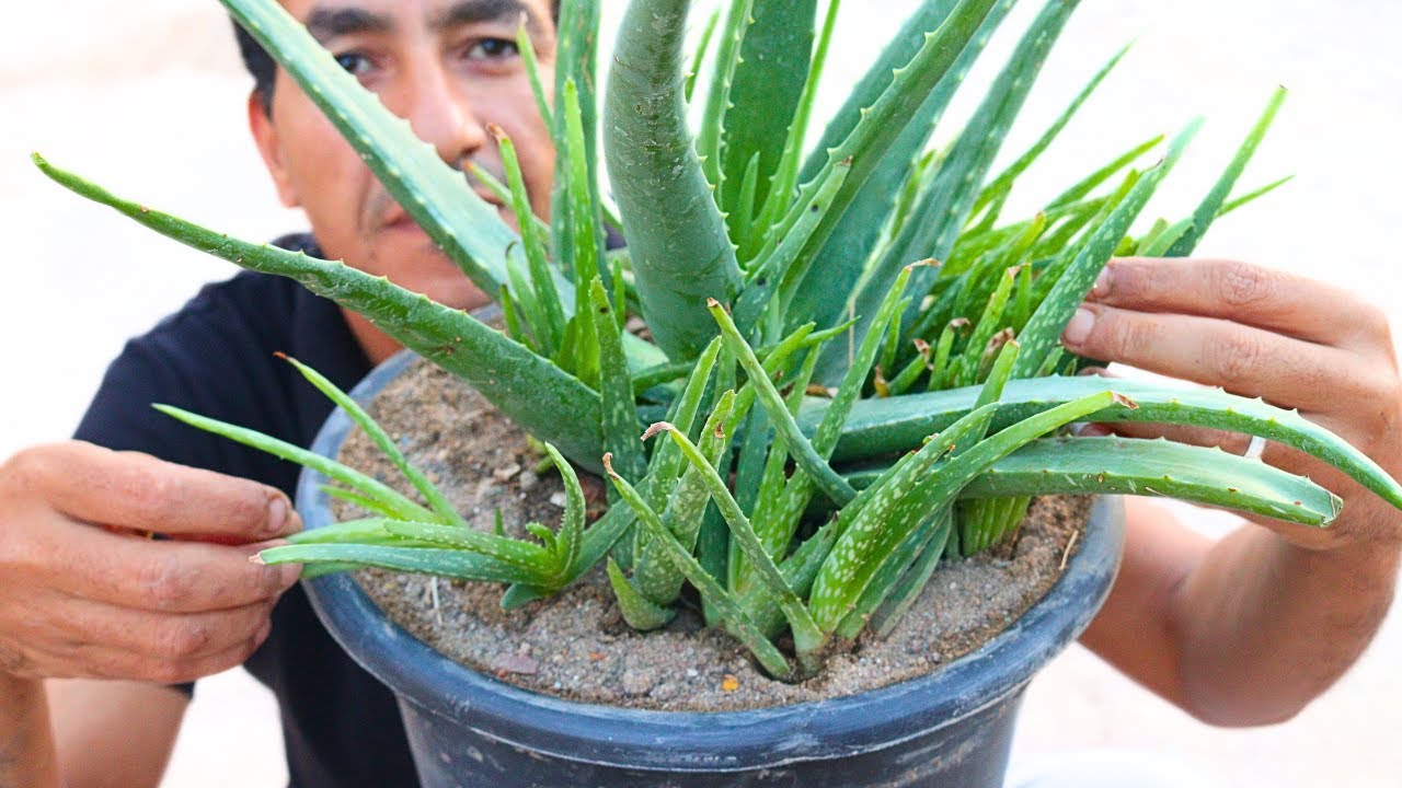 ازاى تخلى الصبار ينفجر من كتر الخلف ويكون مليان عصارة ولونة اخضر جميل🌵