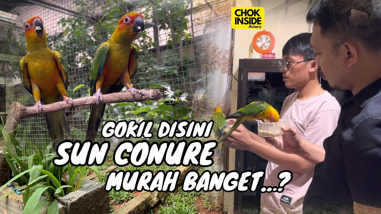 SUN CONURE DISINI MURAH BANGET DIJAMIN JINAK | Episode 71