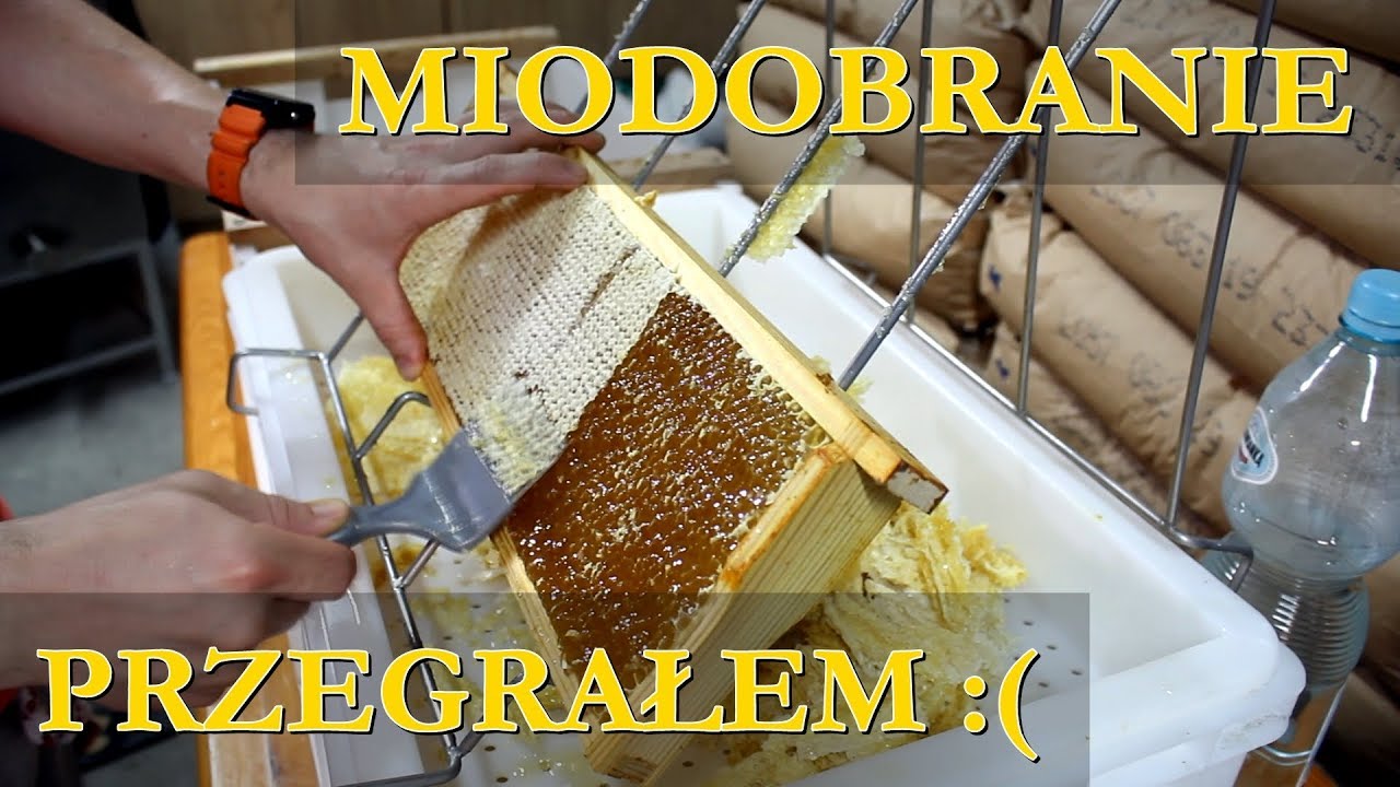 #38 Przegrałem bitwę z naturą. Miodobranie
