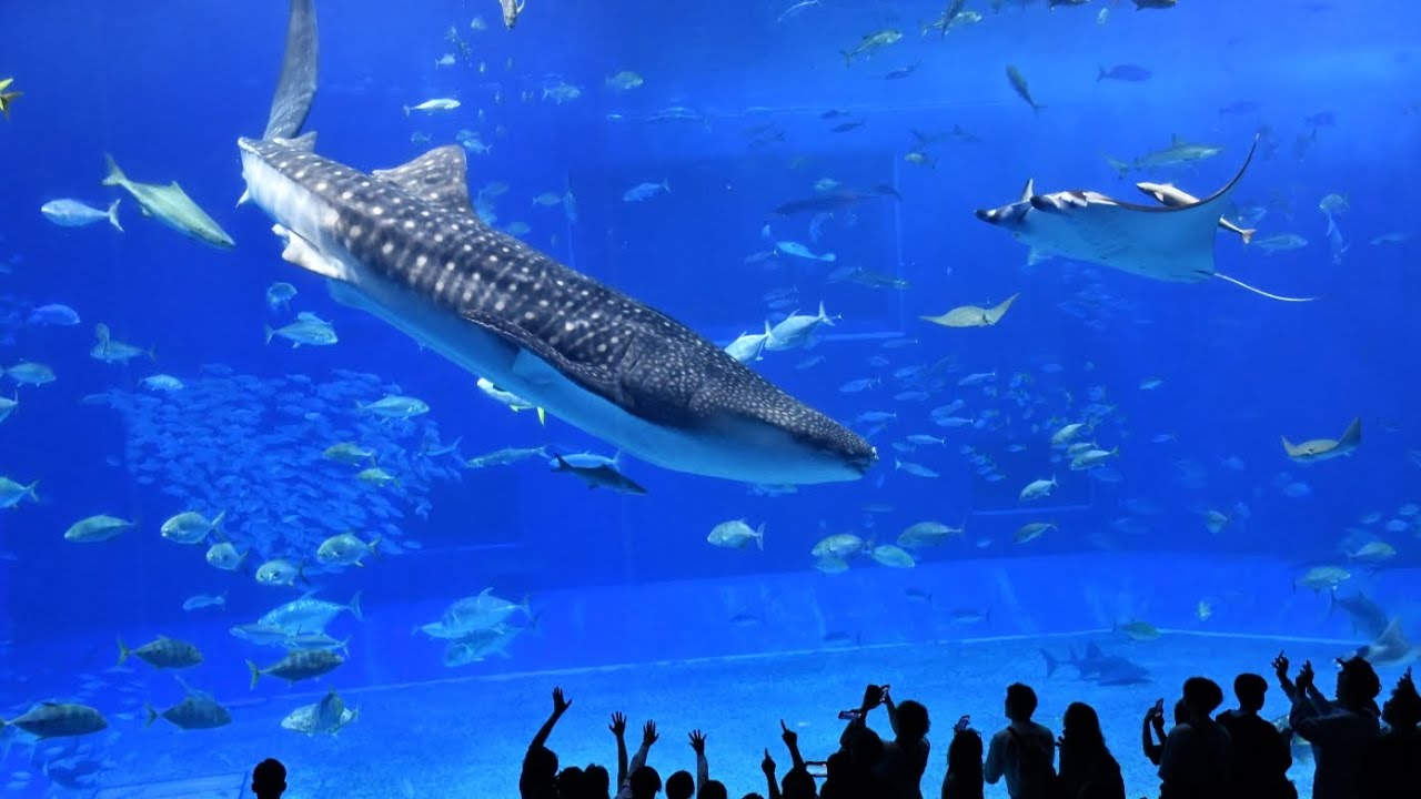 美ら海水族館に行ってきました！