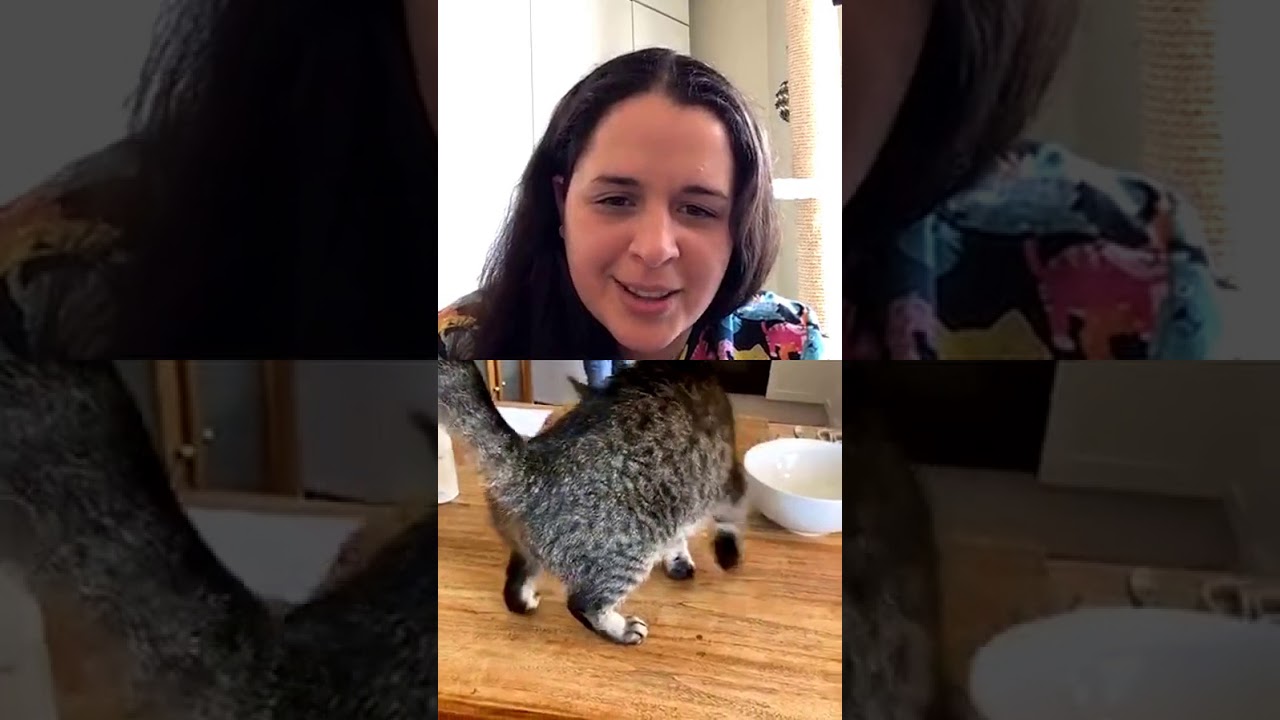 Como hacer una receta BARF para gatos - Puromenu + La Gatoteca