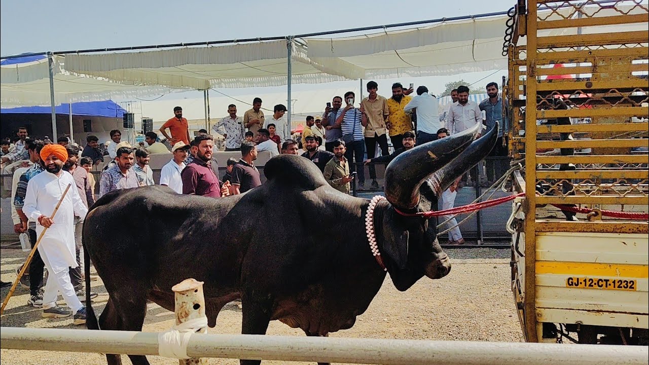 Indian cattle show rajkot ma કાંકરેજ આખલો ઓ એ ધૂમ મચાવી 🔥😱