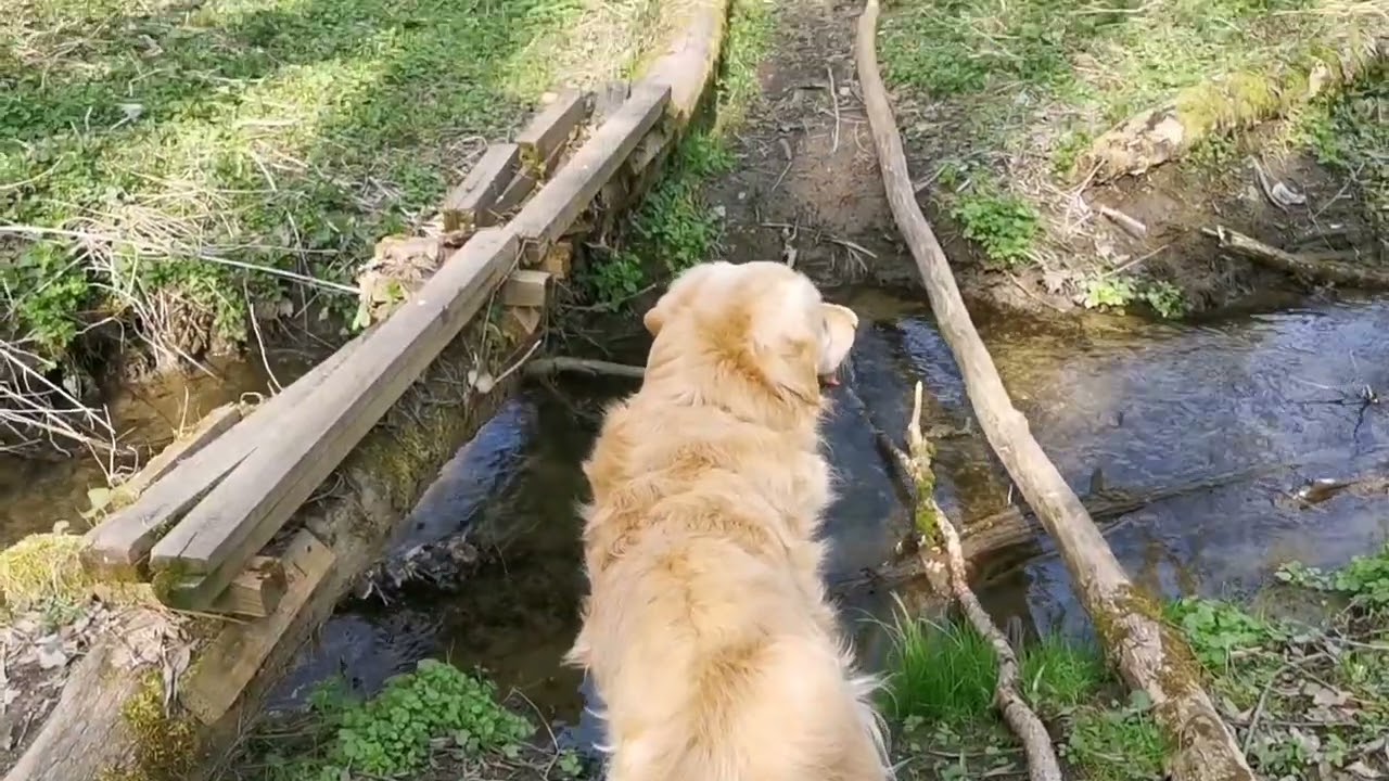 Golden Retriever on a trip: swamp, forest and view 🐶🌲