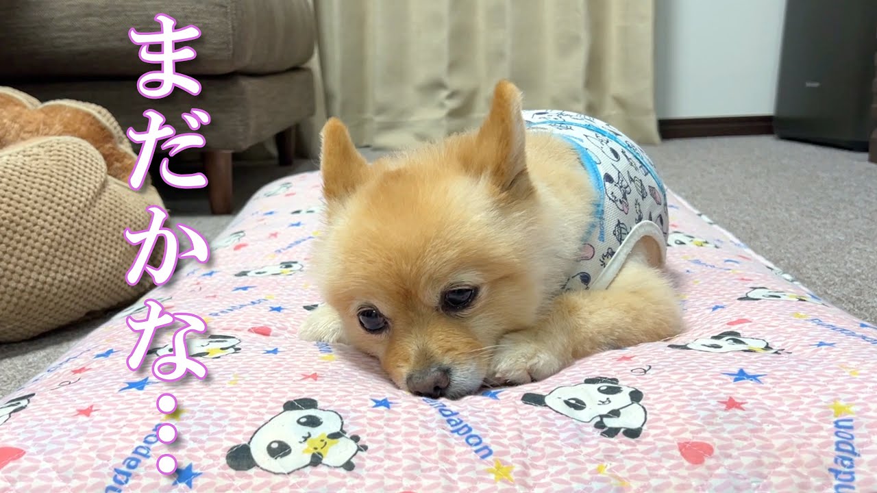 【お留守番】息子の帰りを待っているポメラニアンのポメくん