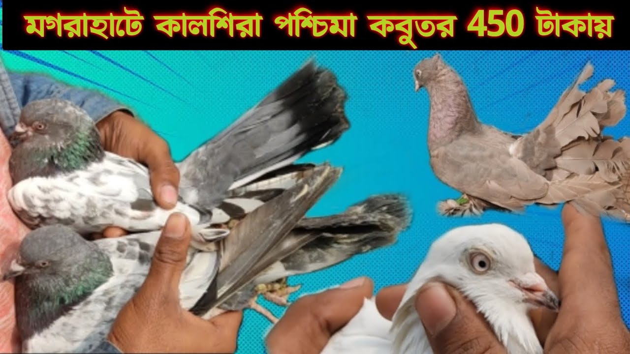 মগরাহাট কবুতর হাটে কালশিরা পশ্চিমা কবুতর মাত্র 450 টাকায়। HIGH FLYING PIGEON MARKET IN KOLKATA