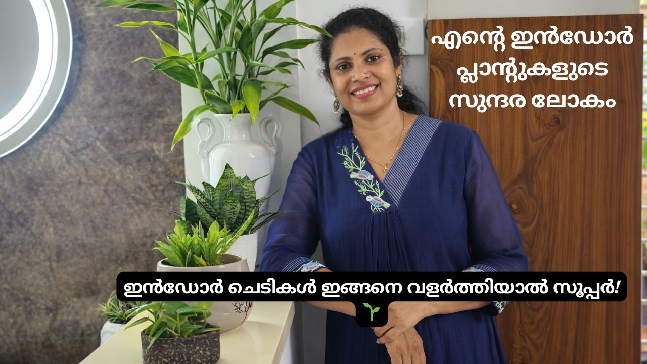 എളുപ്പത്തിൽ വളർത്താവുന്ന ഇൻഡോർ ചെടികൾ.വീട്ടിൽ ചെറിയൊരു സ്വർഗം 🌿Beautiful Indoor Plant Tour |