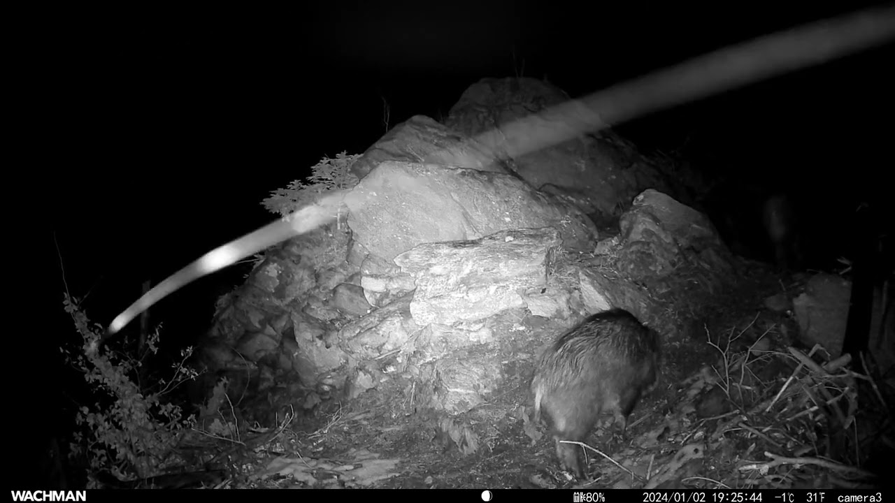 Fotopasca Rajecká dolina, Január 2024 Cameratrap