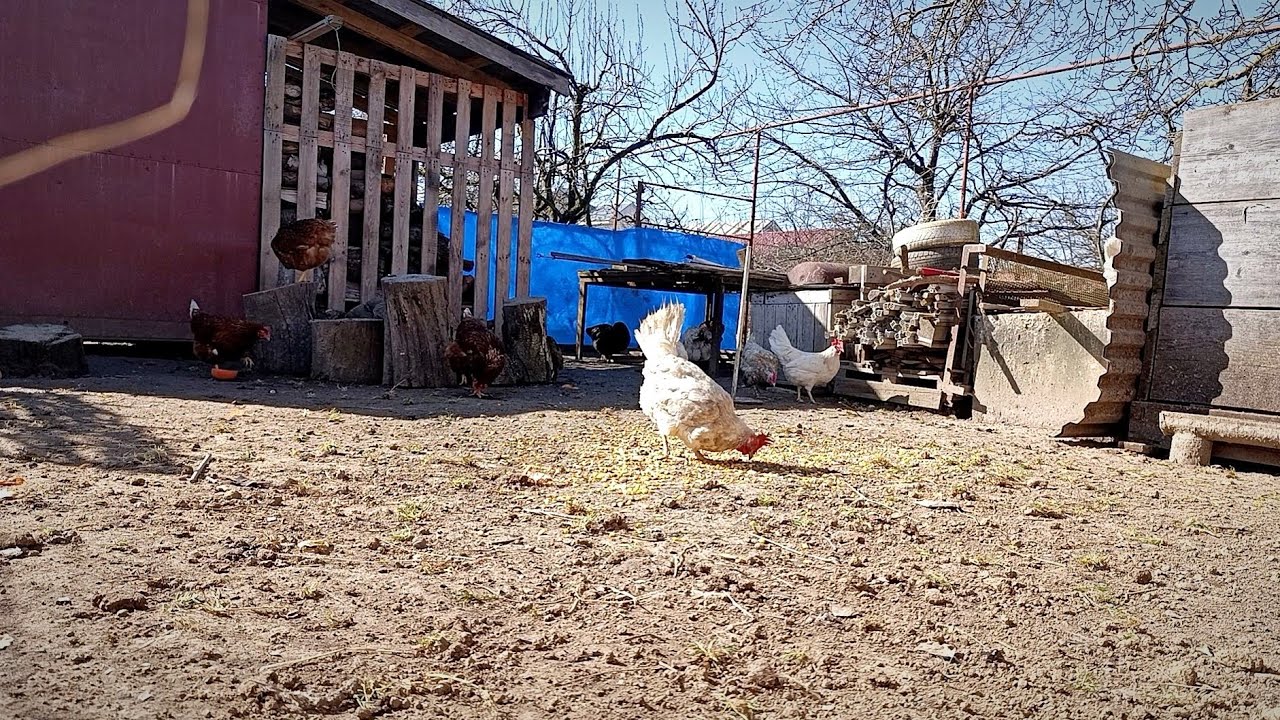 Hungry Chicken Pecking Grain in the Sunny Farm Yard 🐔🌾