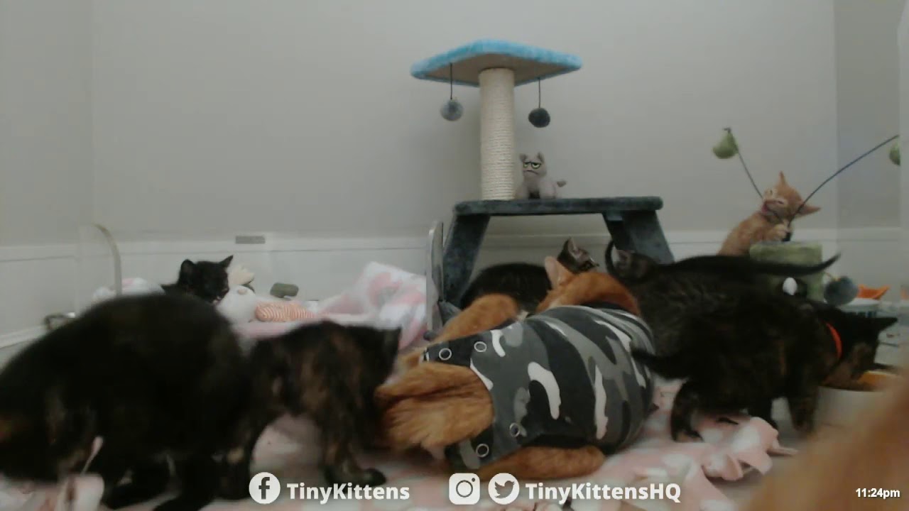 Kittens gone WILD!  TinyKittens.com