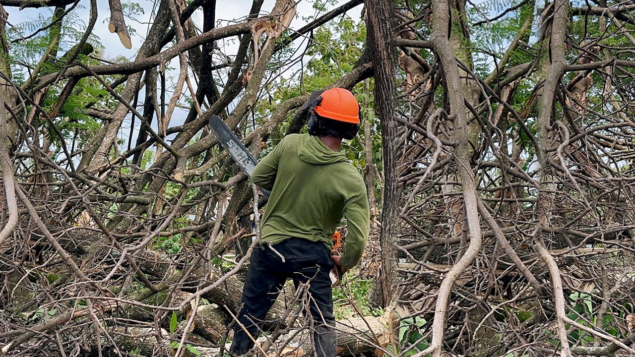 Extreme Danger! Felling a Massive Tree Devastated by a Tornado!